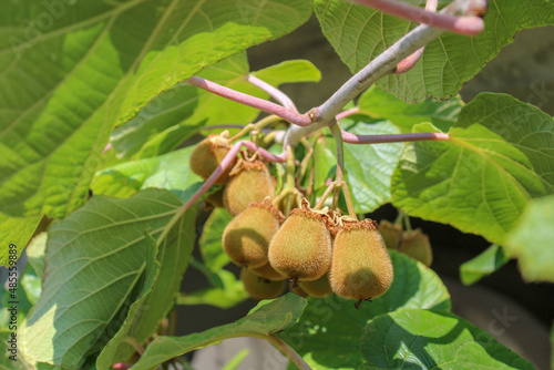 Kiwi fruit on the tree