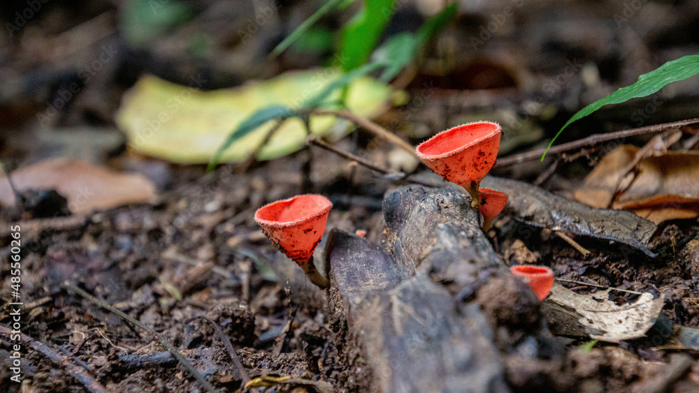 red poppy mushroom in the grass red poppy mushroom in the grass
