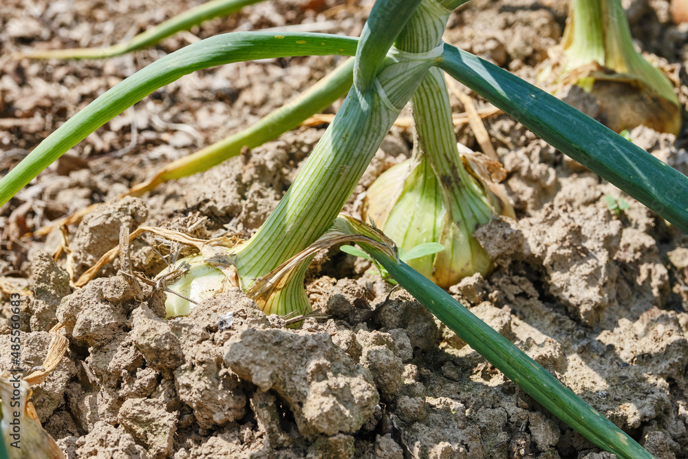 Obraz premium Onion plantation in the vegetable garden. Shallot onions growing in earth. Shallow depth of field 