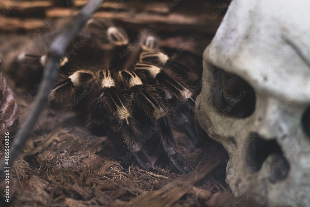 A large bird-eating spider in a terrarium next to a human skull as a symbol of death