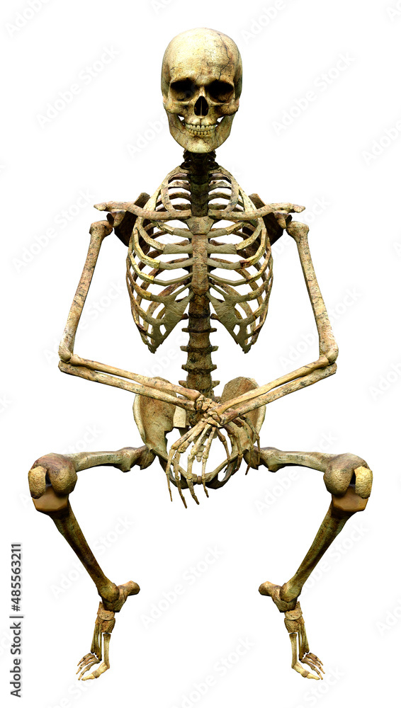 3D Rendering Human Skeleton on White 3D Rendering Human Skeleton on White