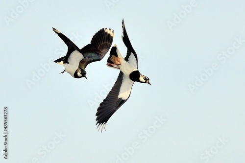 Zwei Kiebitze (Vanellus vanellus) bei Flugspielen.