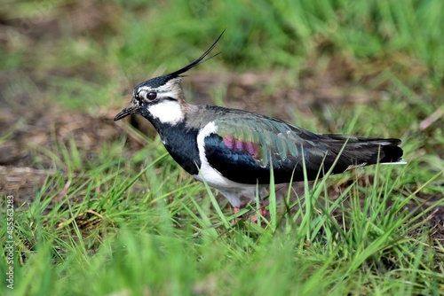 Kiebitz (Vanellus vanellus) mit ausgeprägter Holle (Federhaube).