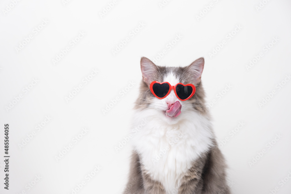 Cute funny cat with red heart-shaped sunglasses sitting on a white background. Postcard with cat with space for text. Concept Valentine's Day, wedding, women's day, birthday
