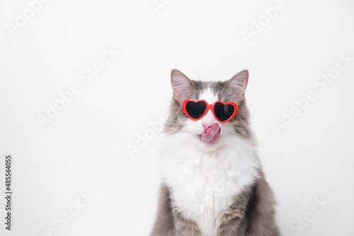 Cute funny cat with red heart-shaped sunglasses sitting on a white background. Postcard with cat with space for text. Concept Valentine's Day, wedding, women's day, birthday