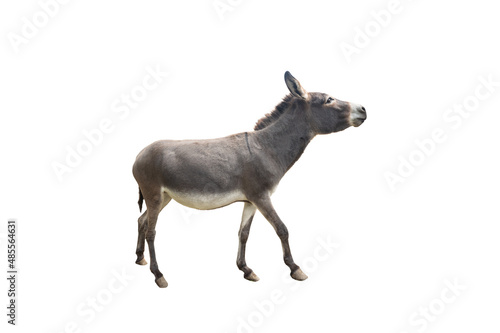 dreamy donkey isolated on white background