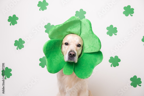 A dog in a leprechaun hat sits on a white background with green clovers. Golden Retriever on St. Patrick's Day photo