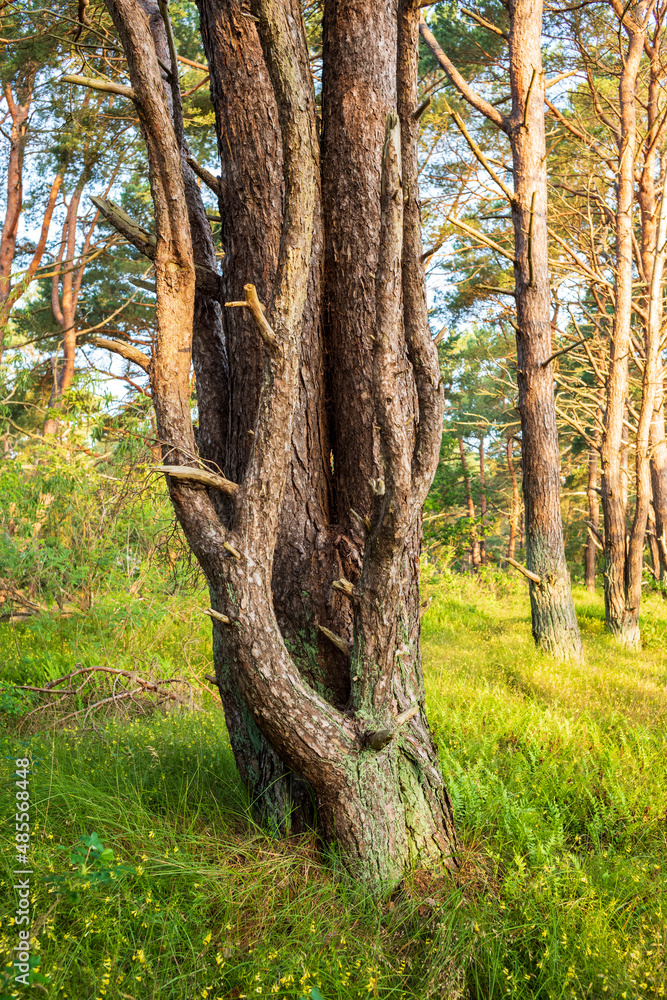 Fototapeta premium Im Nadelwald mit Fichten im Sommer.