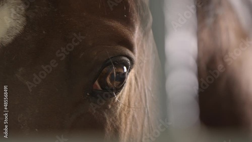 Close-up of the brown horse's eyes through the bars