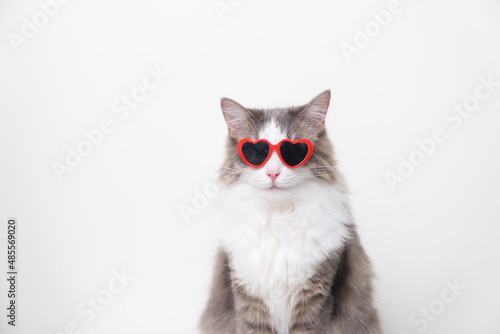 Fototapeta Cute funny cat with red heart-shaped sunglasses sitting on a white background