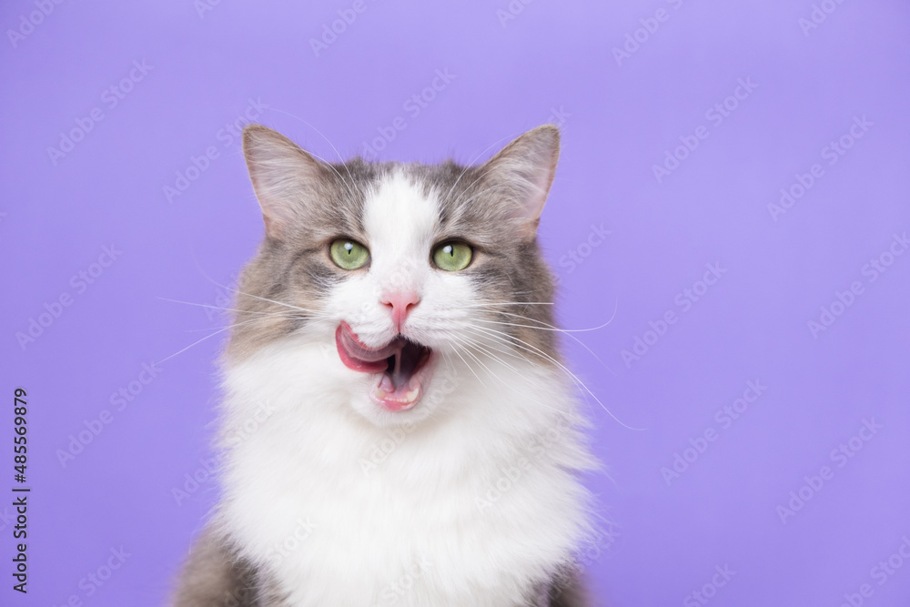 Cute gray cat sitting on a light purple background. Banner with a pet and space for text Cute gray cat sitting on a light purple background. Banner with a pet and space for text