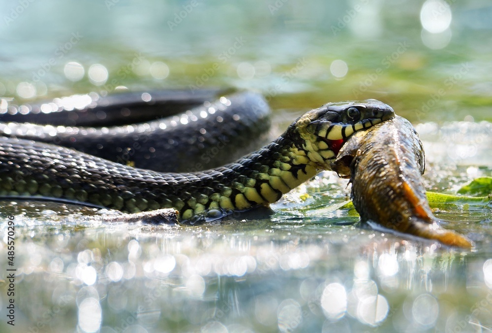 Fototapeta premium snake in the water