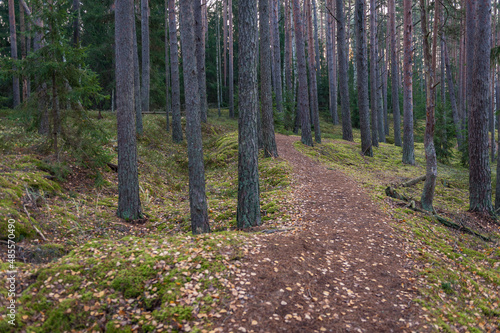 Pathway across autumn forest. Winding road. Kemeri National Park, Latvia.