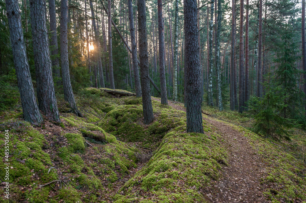 Pathway across autumn forest. Winding road. Kemeri National Park, Latvia.