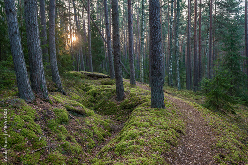 Pathway across autumn forest. Winding road. Kemeri National Park, Latvia.