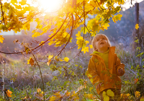 Small boy looking up at yellow leaves on sunset
