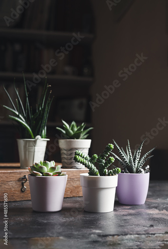 A variety of succulent home plants: sansevieria, gasteria, echeveria, crassula and haworthia on the wooden table in a room, mini plants and home gardening concept