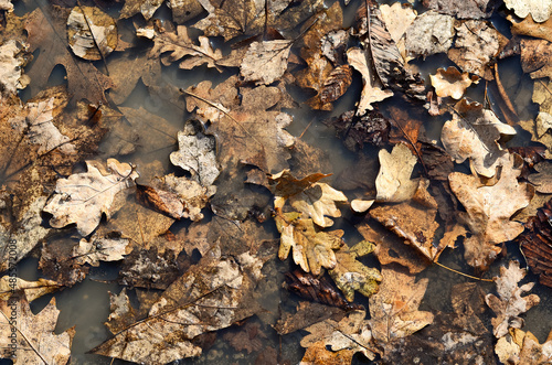 Old autumn leaves. Dried leaves lie in a puddle. Texture from autumn leaves.