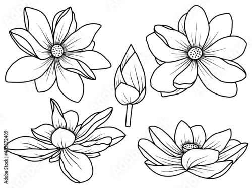 Fototapeta Naklejka Na Ścianę i Meble -  Hand drawn flower sketch line art illustration