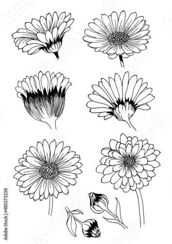 Set of trendy calendula  chamomile flowers for logo or decoration. Line art. Hand drawn wedding decorations  tattoos  nail stickers  elegant leaves for invitation save the card date. Vector