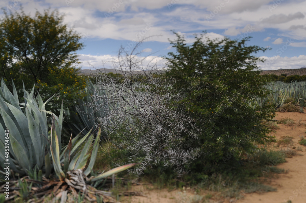 Groot Karoo, Great Karoo,