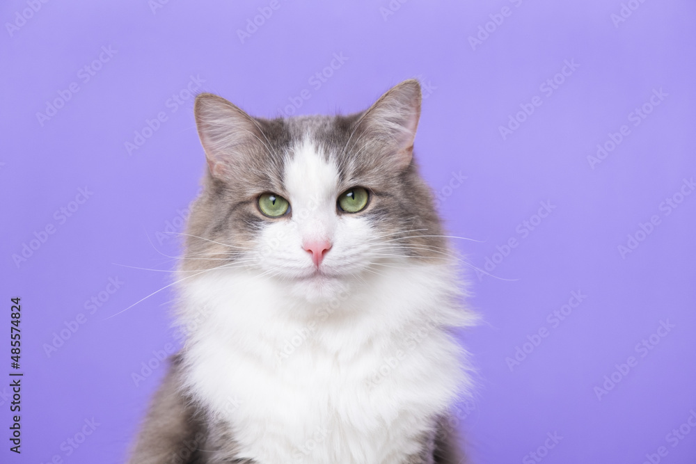 Cute gray cat sitting on a light purple background. Banner with a pet and space for text Cute gray cat sitting on a light purple background. Banner with a pet and space for text