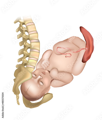 Canvastavla How the pelvis is designed for childbirth