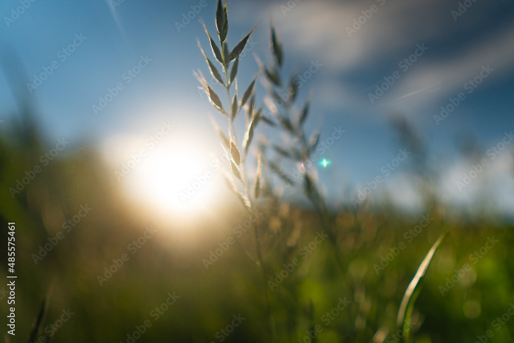 Fototapeta premium field of wheat