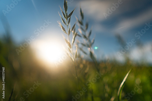 field of wheat