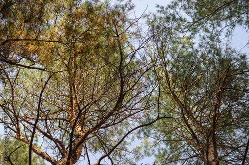 Fototapeta Naklejka Na Ścianę i Meble -  Spring pines against a blue sky.