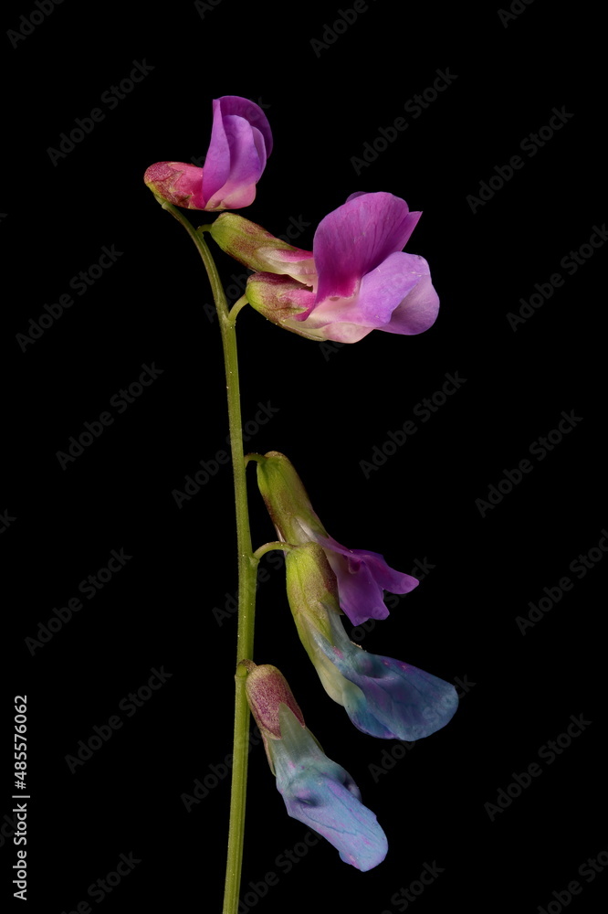 Spring Vetchling (Lathyrus vernus). Inflorescence Detail Closeup Spring Vetchling (Lathyrus vernus). Inflorescence Detail Closeup