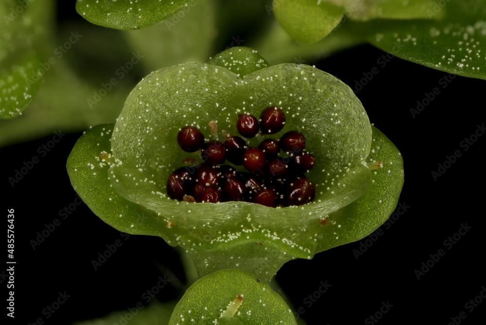 Alternate-Leaved Golden-Saxifrage (Chrysosplenium alternifolium). Infructescence Detail Closeup Alternate-Leaved Golden-Saxifrage (Chrysosplenium alternifolium). Infructescence Detail Closeup