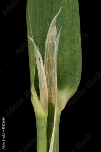 Cock’s-Foot (Dactylis glomerata). Ligule and Leaf Sheath Closeup photo