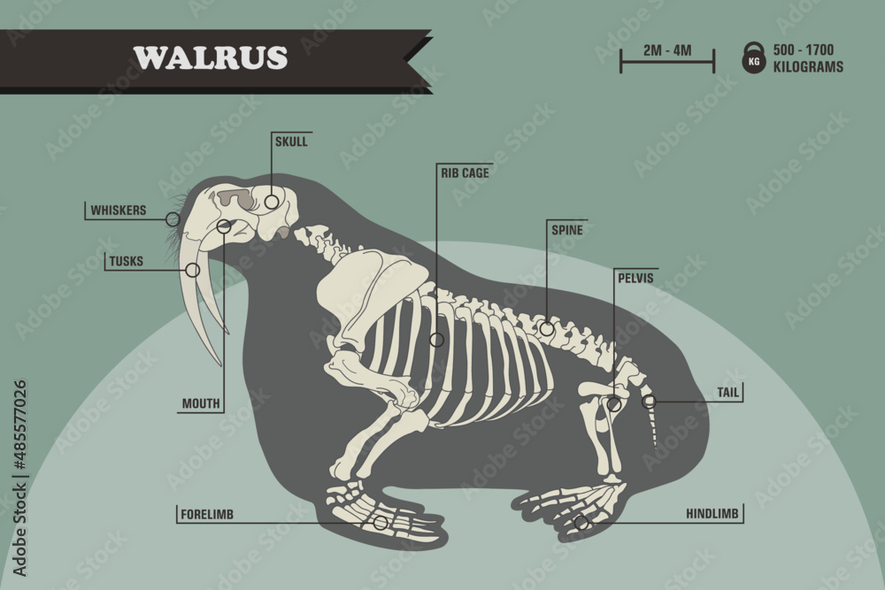 Anatomy of the walrus. Walrus skeleton Stock-vektor | Adobe Stock