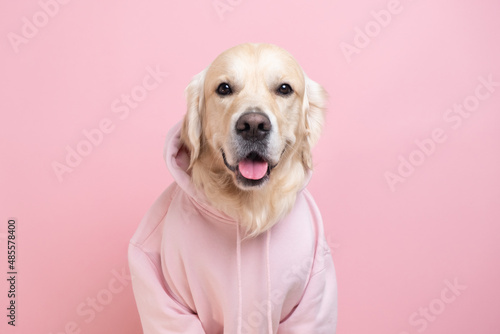 Portrait of a dog in a dark gray sweatshirt with a hood. Golden retriever in clothes sits on a white background.