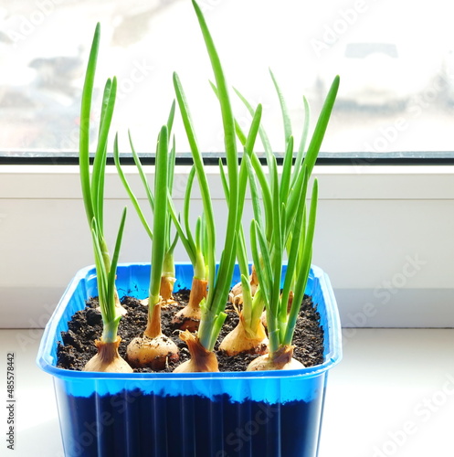 Green young onion growing on the window sill close up. The concept of healthy organic food at home. Home plant.