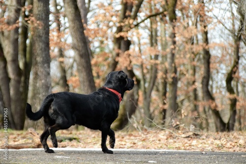 black labrador retriever in the park