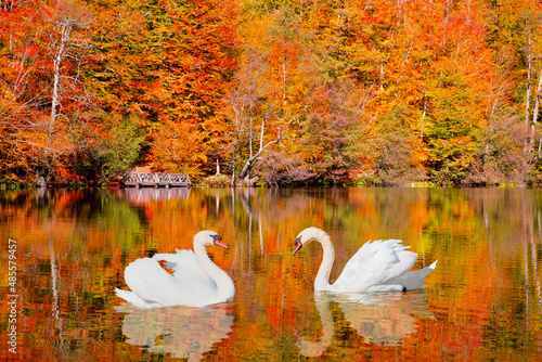 Autumn forest landscape reflection on the water with Black and White swan - Autumn landscape in (seven lakes) Yedigoller Park Bolu, Turkey