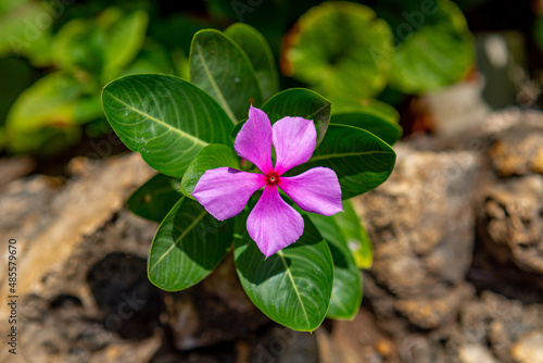 Close-up view of a flower with purple petals and green leaves