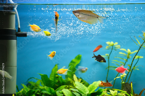 Colorful exotic fish swimming in deep blue water aquarium with green tropical plants