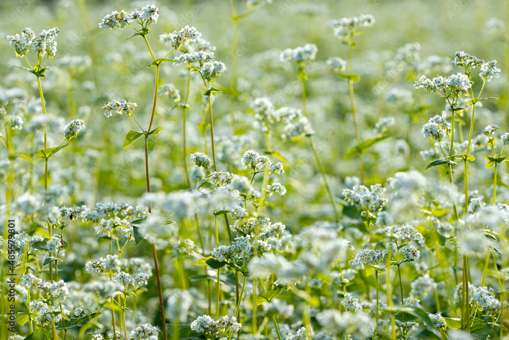 蕎麦の花