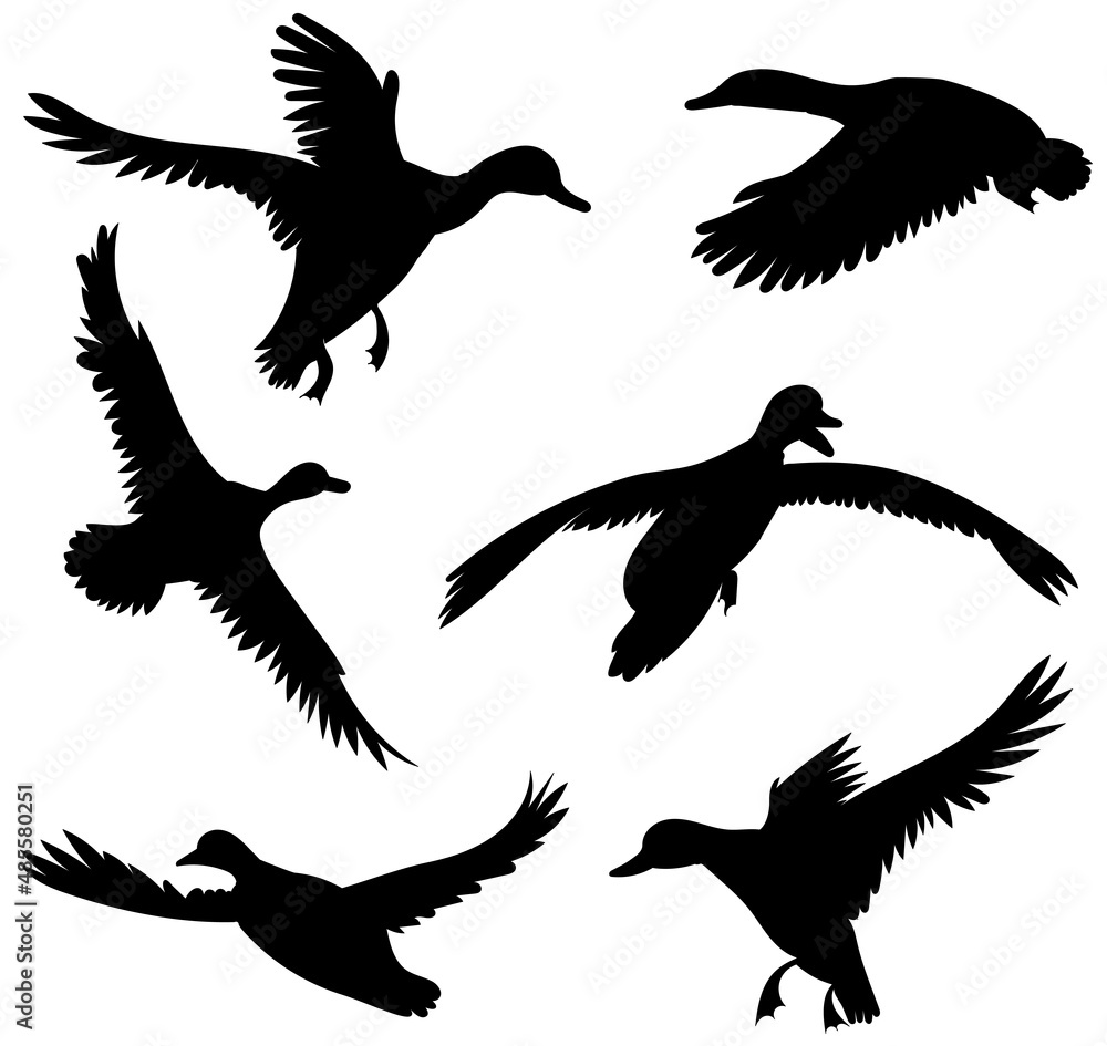 Obraz premium ducks silhouette set ,on white background, vector