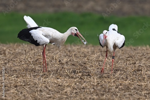 Partnerwerbung bei den Weißstörchen (Ciconia ciconia). photo