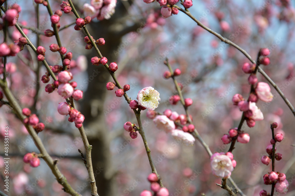 pink plum blossoms on the branch with red buds in the park pink plum blossoms on the branch with red buds in the park
