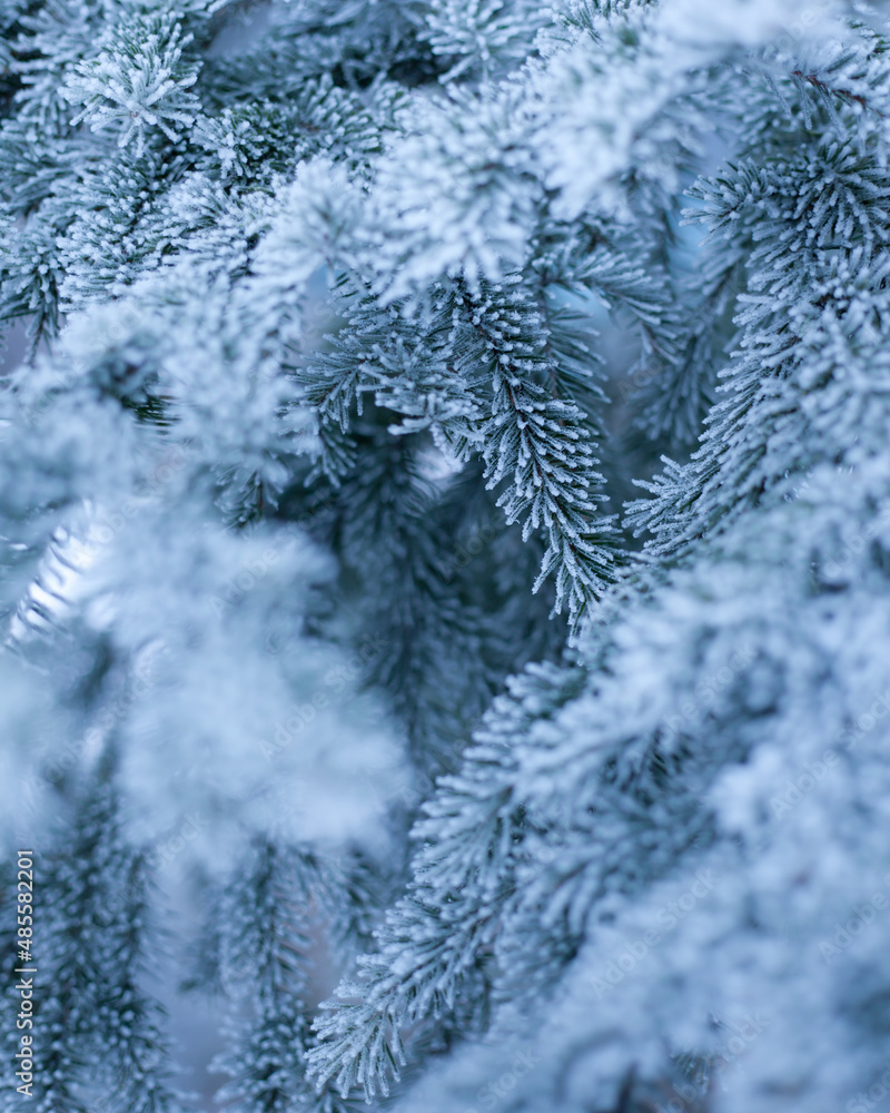 Closeup on fir covered in frost Closeup on fir covered in frost