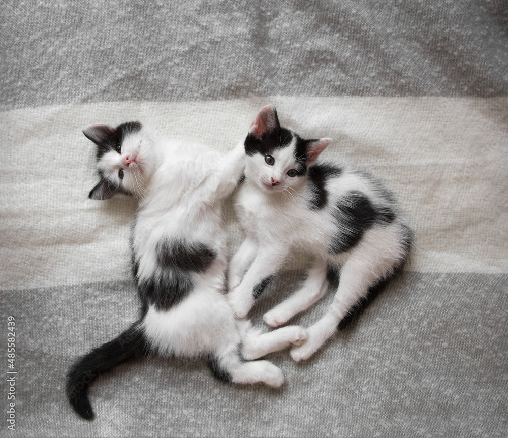 Fototapeta premium two funny black and white kittens lie next to each other on a soft blanket, top view. Comfortable life for pets. Tenderness