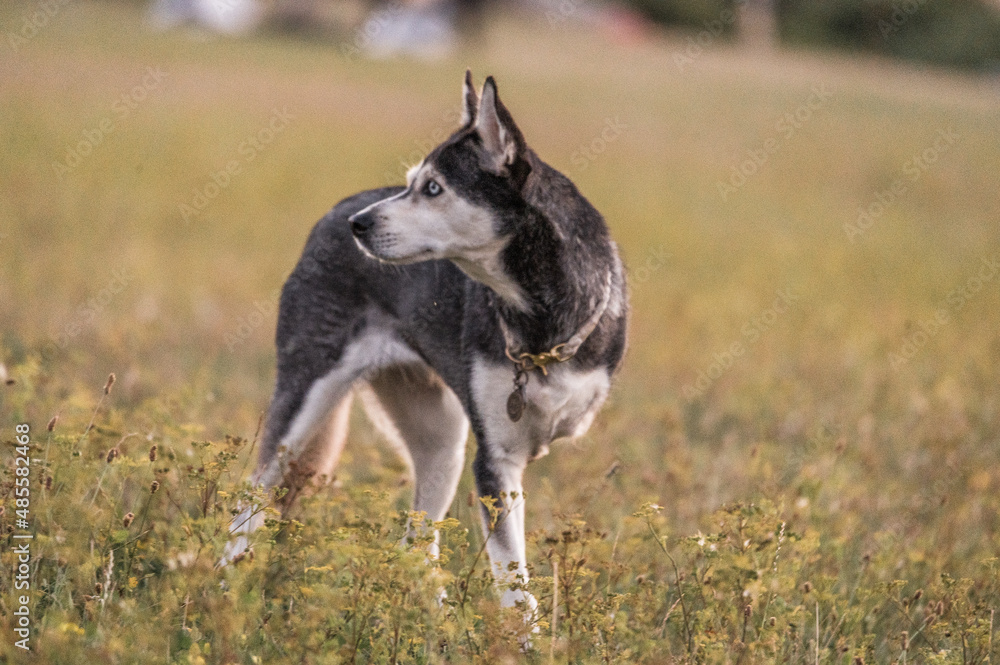 Drei beiniger Husky in Topform