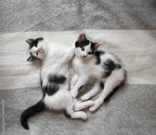 two funny black and white kittens lie next to each other on a soft blanket, top view. Comfortable life for pets. Tenderness