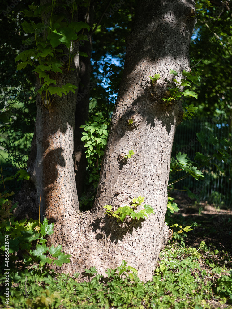 Wald mit Buchen im Sommer. Wald mit Buchen im Sommer.