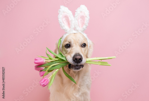 Canvas Print Dog in Easter bunny costume with tulips